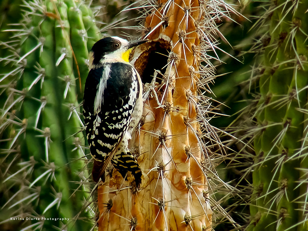 Carpintero del cactus / White-fronted Woodpecker