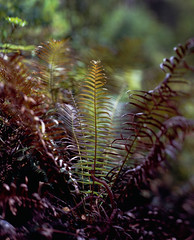 Blechnum insigne (Hook.) Kuo., a rare fern in Taiwan