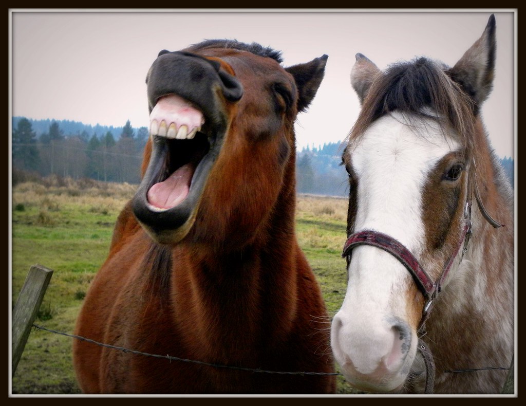 clipart horse laughing - photo #48