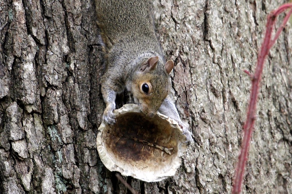 Squirrel eating a turtle shell | mpshadow2003 | Flickr