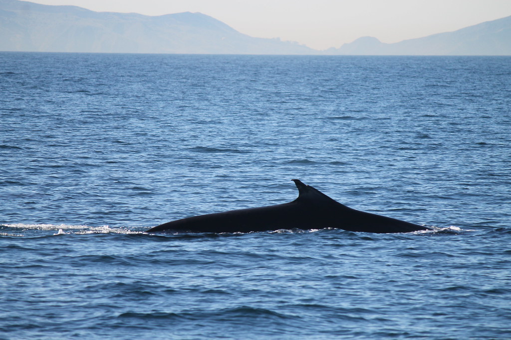Fin Whale Watching | Taken on February 4, 2012 on the Harbor… | Flickr
