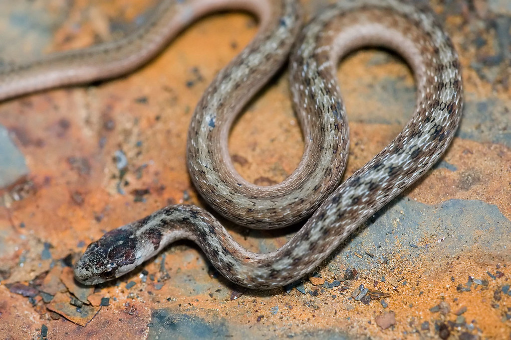 brown snake with white stripes in texas