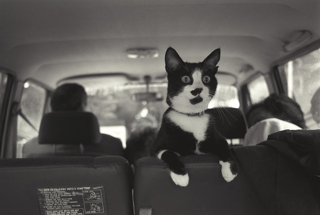 Photograph of Socks the Cat Perched on the Backseat of a Van: 09/16 