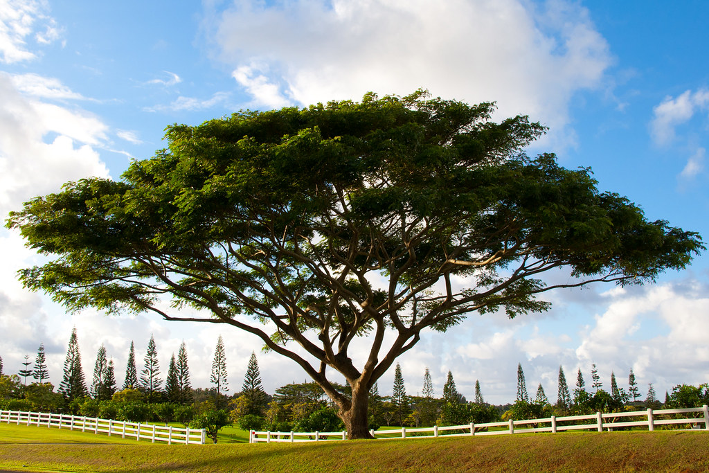 Monkeypod Tree Kauai Hawaii I Saw These Trees Quite Ofte Flickr   6479232917 024dbd24cb B 