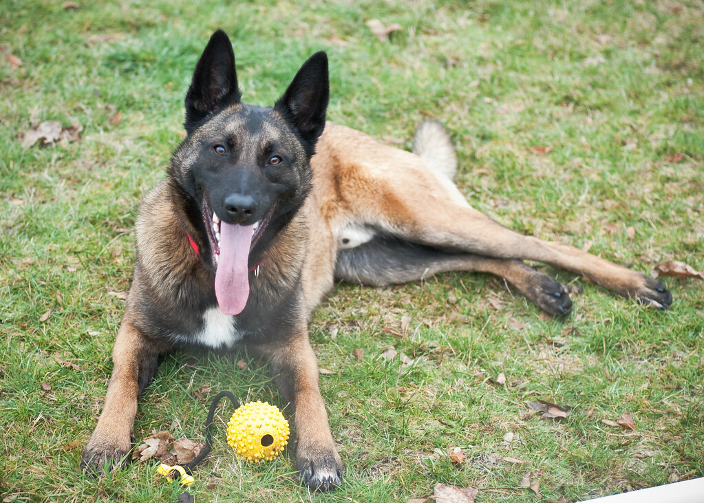 Rex | Rex is an 11 month old Belgian Malinois available for … | Flickr