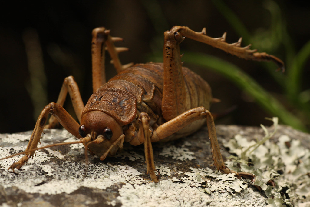 Cook Strait giant weta | Large female giant weta | Flickr