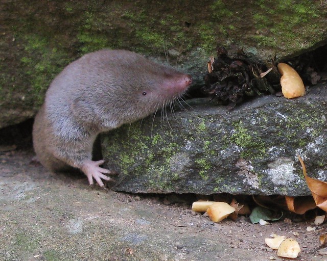 Shrew – BC Forestry Outreach Center