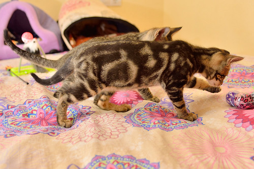 Alexis, precioso y mimoso gatito Caoba Tabby esterilizado, nacido en Marzo´16, en adopción. Valencia. ADOPTADO. 27441983565_802ea48543