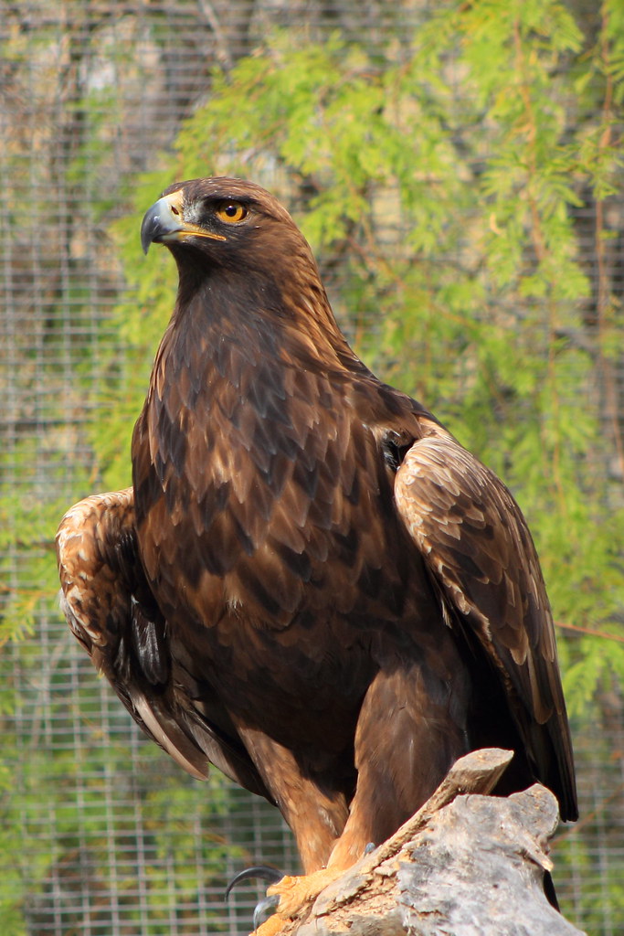 Golden Eagle | Golden Eagle - Phoenix Zoo | Joshua K. McClain | Flickr
