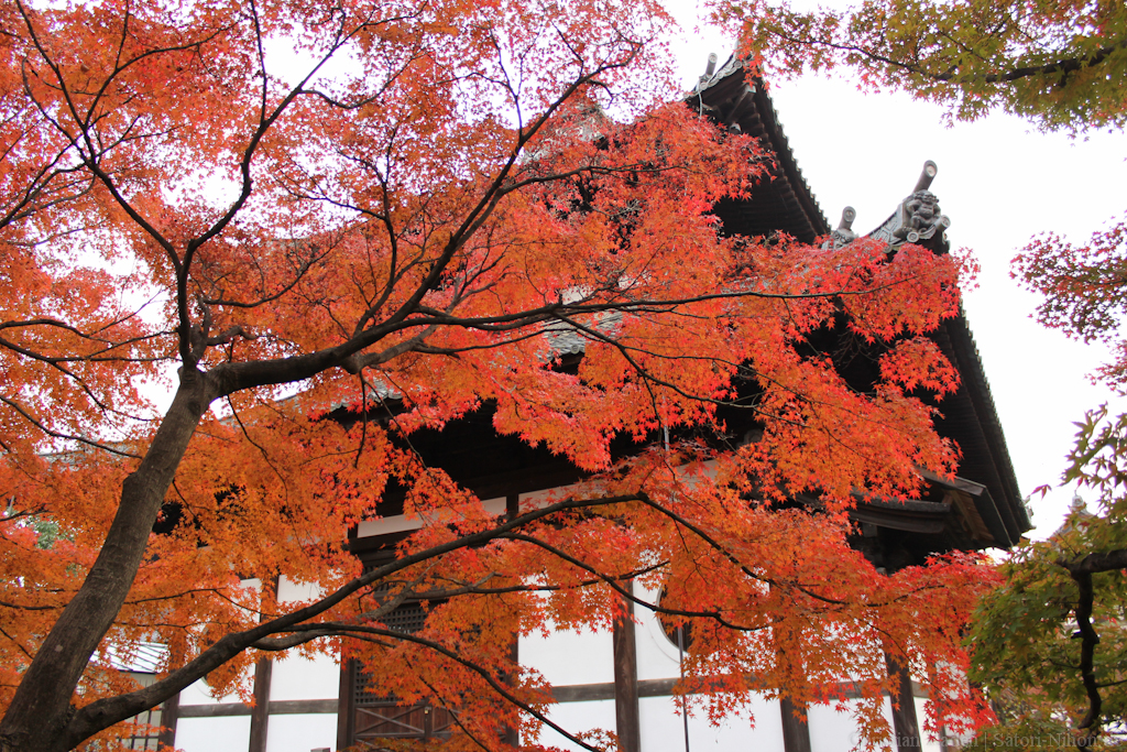 Đền Tofukuji mùa thu Nhật Bản