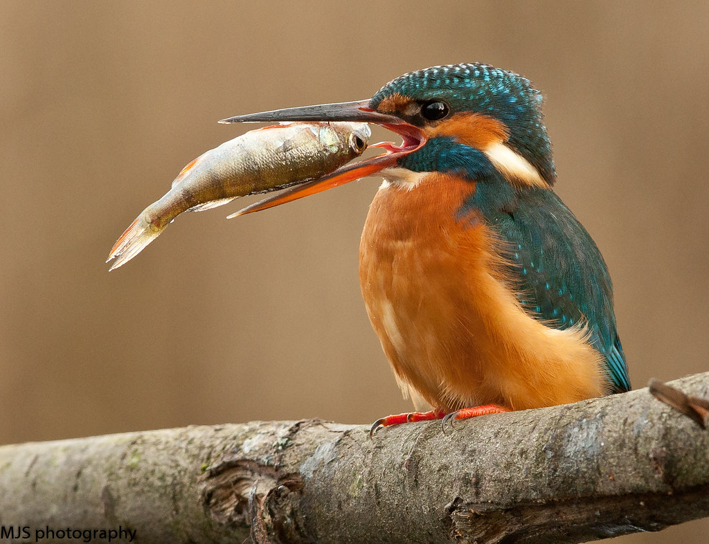 kingfisher eating huge perch! | where does she put it ! Just… | Flickr