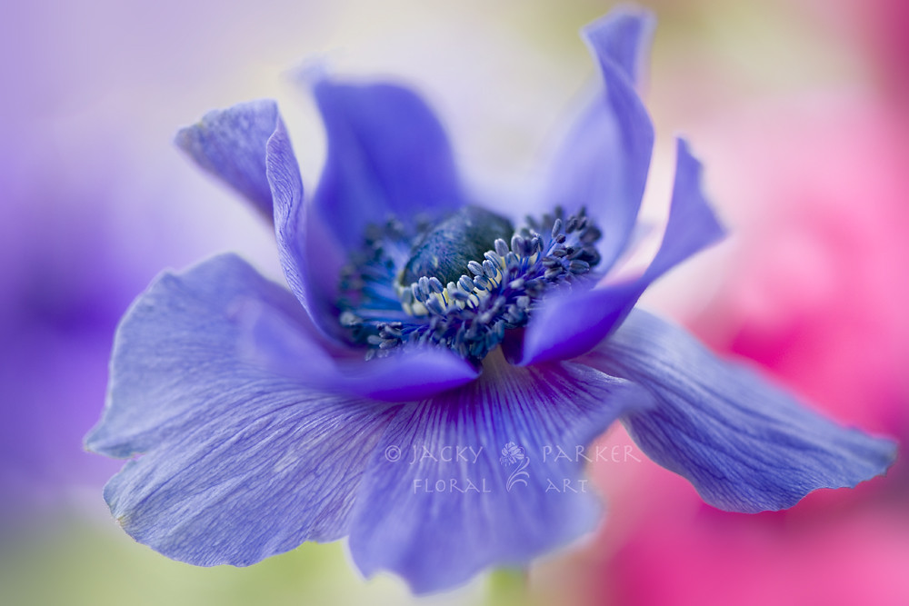 Spring Reverie (purple anemone flower) by Jacky Parker