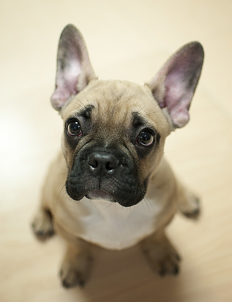 Benji | A 3½ month old French Bulldog puppy that stopped by … | Flickr