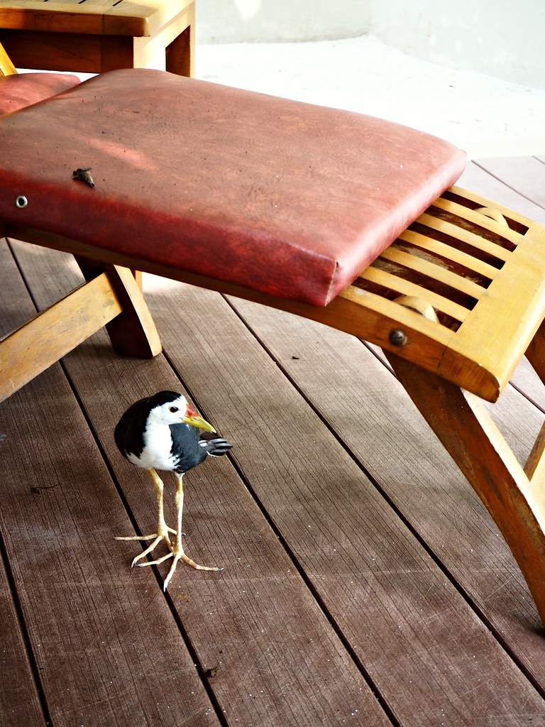 Maldives Photo Diary The Little Magpie 29