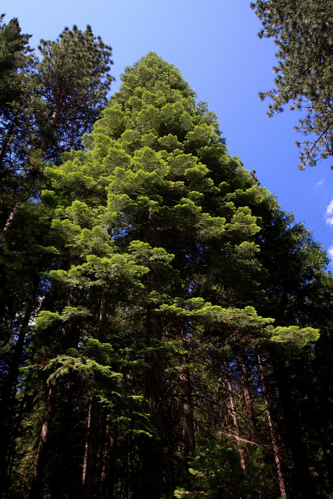 Fir Tree - Near Yosemite National Park  TravelingOtter 