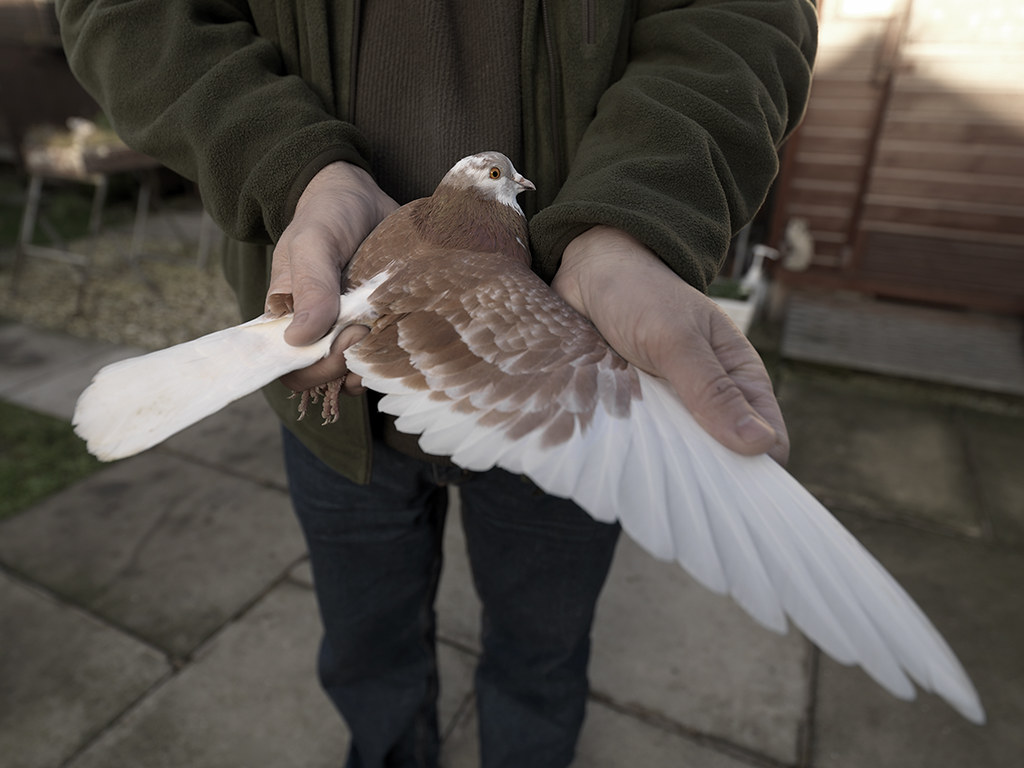 rollers-the-roller-pigeon-turns-over-backward-with-incon-flickr