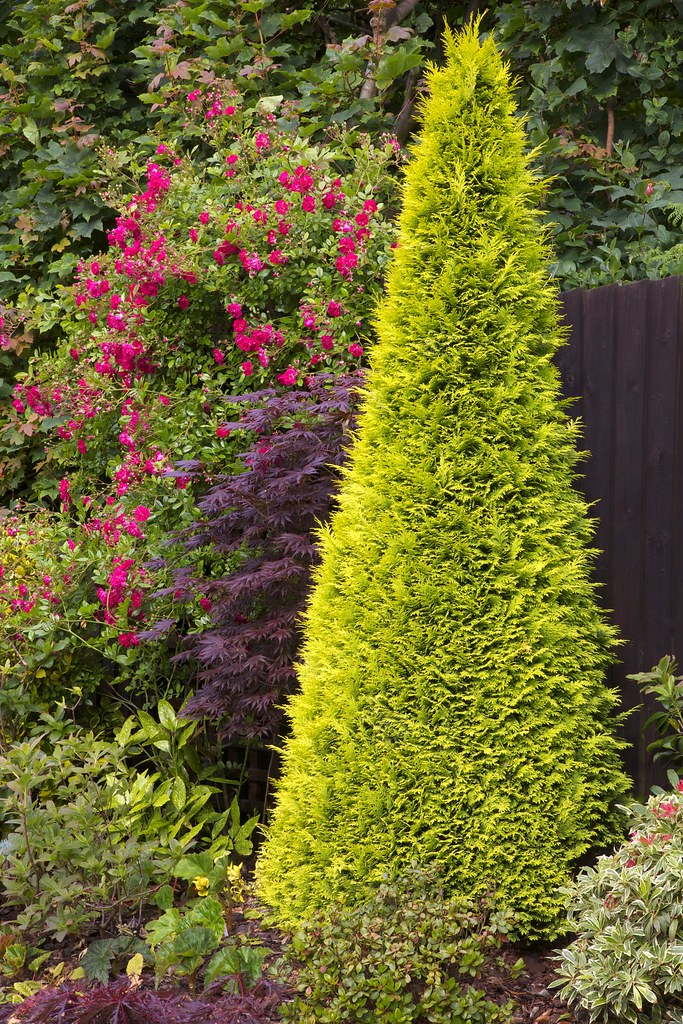 Chamaecyparis lawsoniana 'Stardust' (Lawson cypress 'Stard