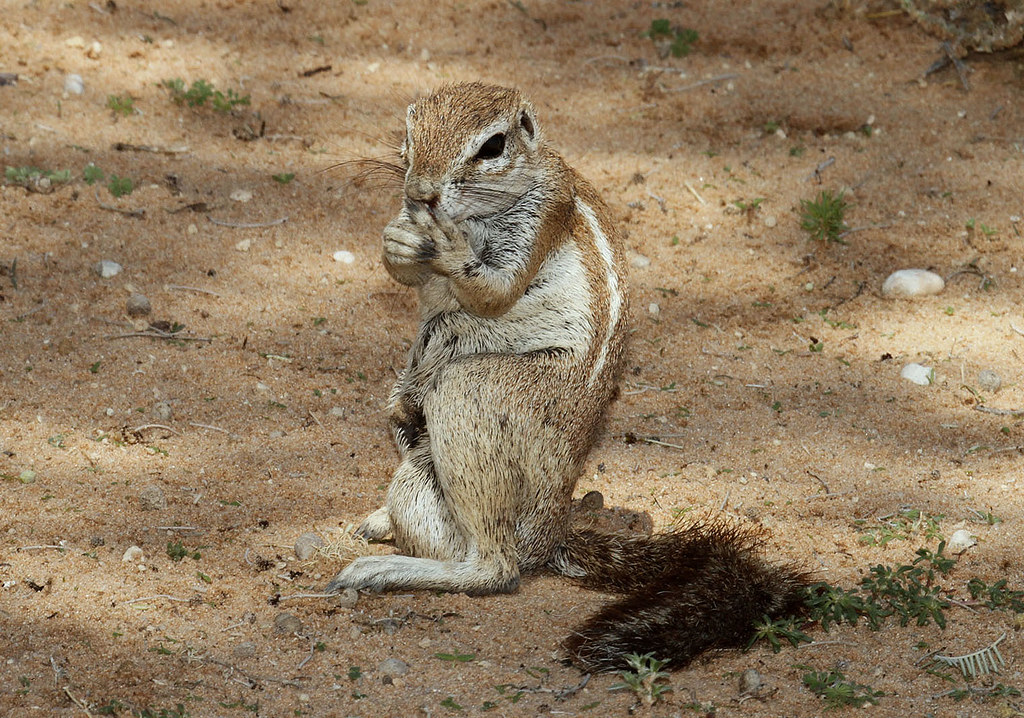 squirrel-with-big-balls-kgalagadi-transfrontier-park-sout-flickr