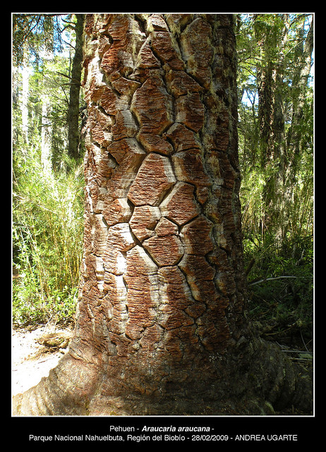 Araucaria araucana - Nahuelbuta