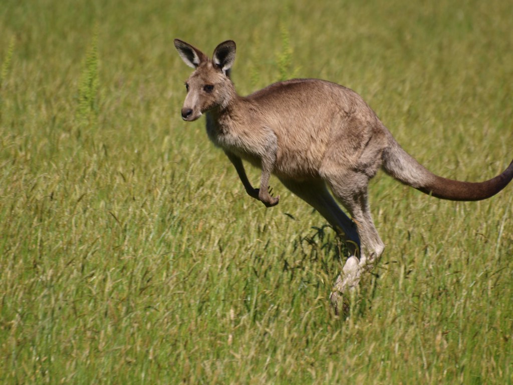 flying kangaroo | With the recent troubles of Qantas, the so… | Flickr