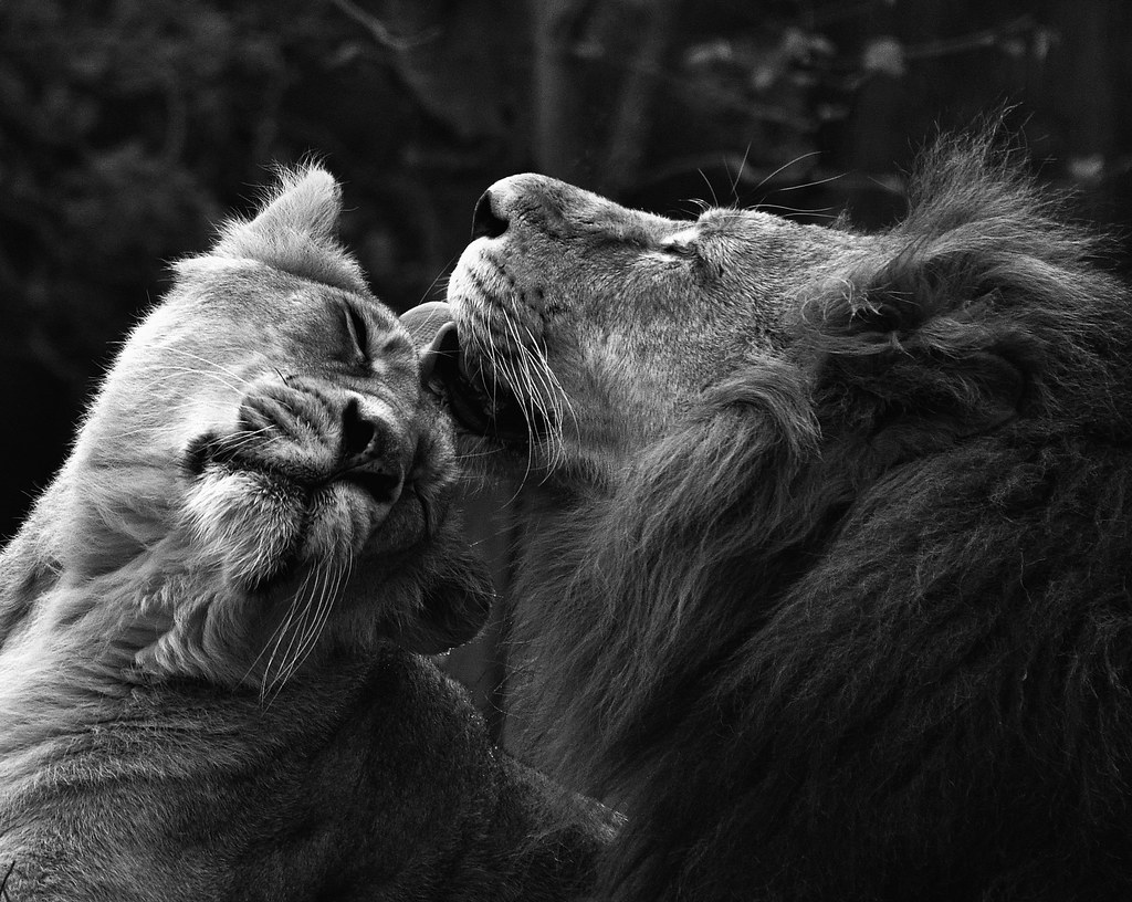 Lion Love, Paignton Zoo | The Lions at Paignton Zoo | Flickr