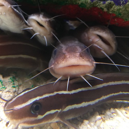 Funny faces at Ripley's Aquarium in Toronto
