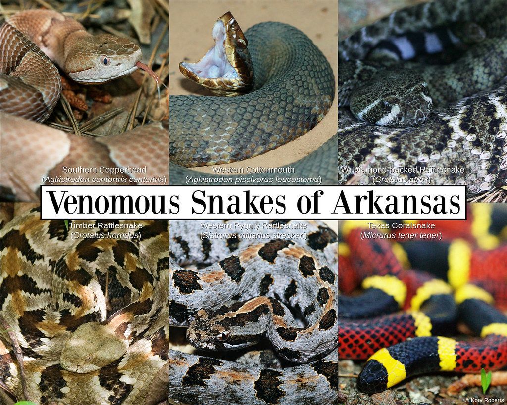 Venomous Snakes of Arkansas 8x10 | Venomous Snakes of Arkans… | Flickr