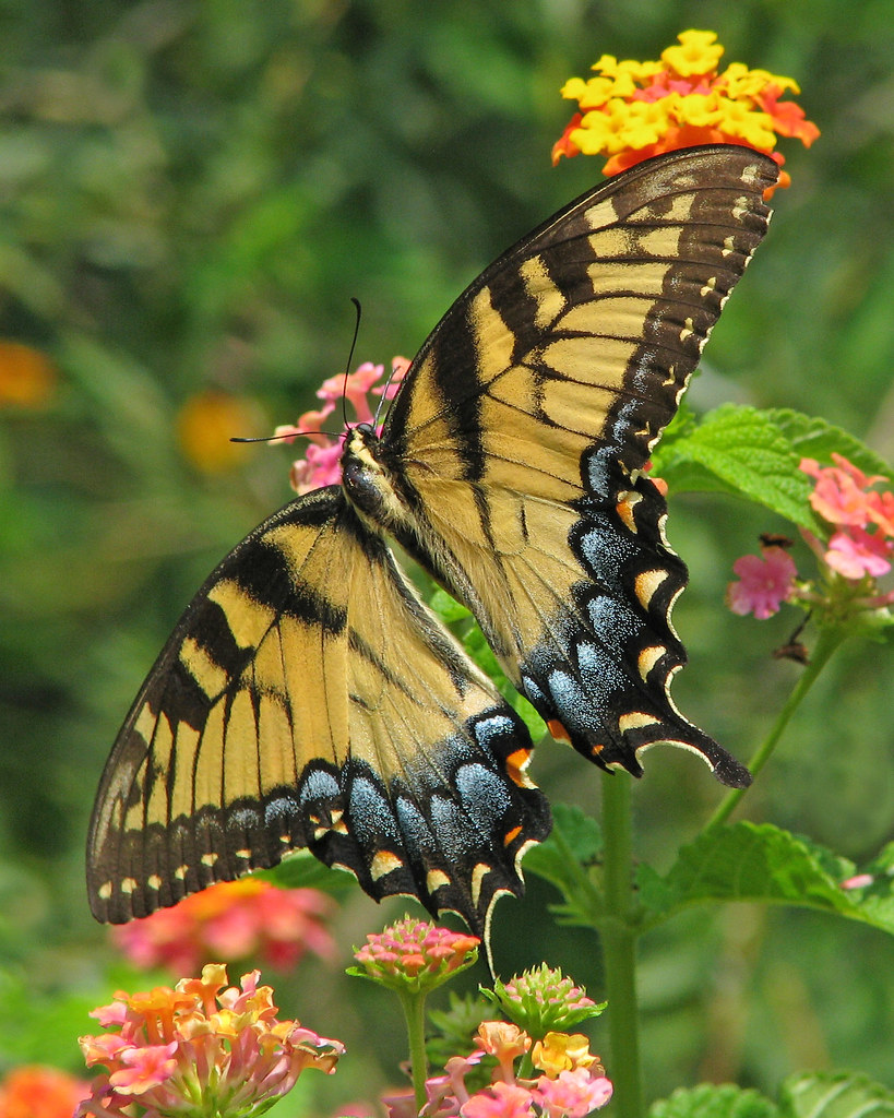 Eastern tiger swallowtail female in lantana | Georgia | Vicki DeLoach ...