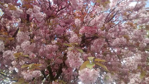 blossom May 16 2