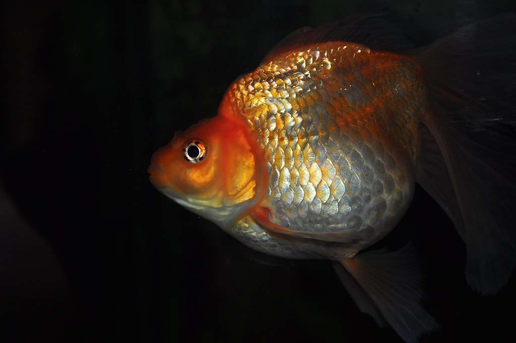Fat goldfish Biplab Nath Flickr