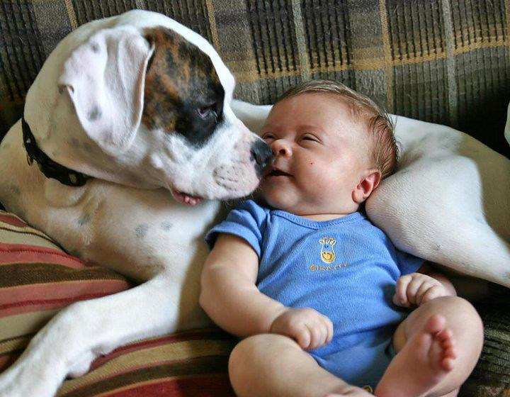 Learning! Roundup: your baby will be healthier if you have a puppy at the same time!