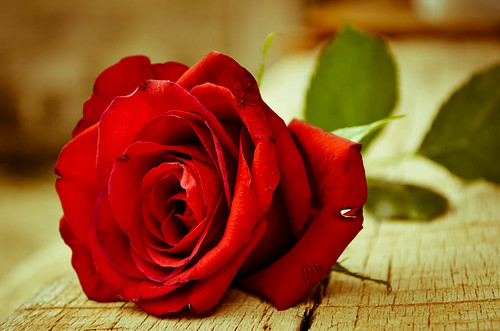 Rosa vermelha | Rosa vermelha Atribuição – Compartilhamento … | Flickr