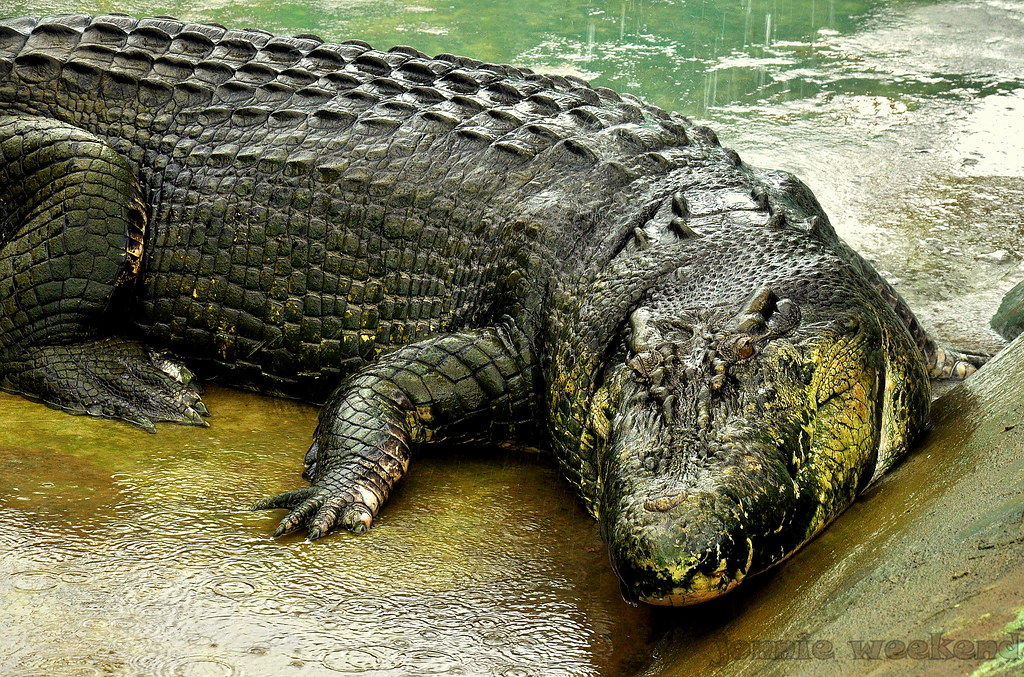 Самый большой аллигатор. Крокодил Лолонг. Самый большой гребнистый крокодил в мире. Гребнистый крокодил Кассиус.