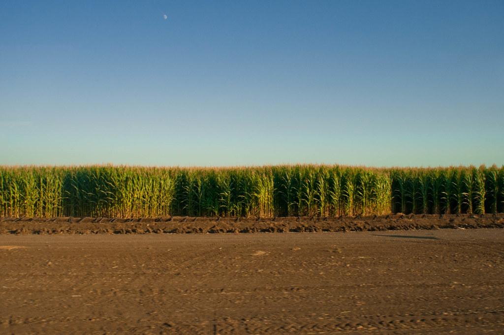 Californian Corn Fields | Taken somewhere between San Franci… | Flickr