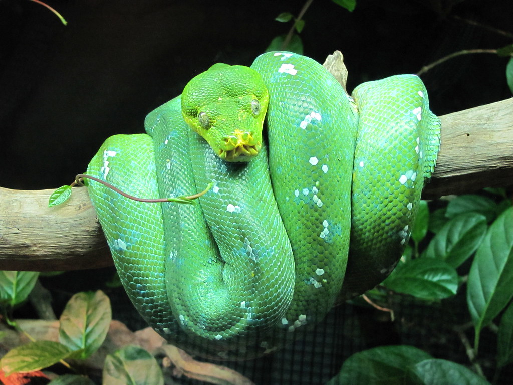 green tree python | has longer teeth than any other python ...