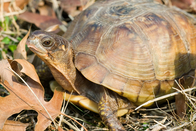 Female Three-toed Box Turtle | Flickr - Photo Sharing!