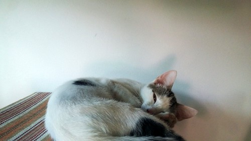 Nilo, gatito blanco con toques pardos súper bueno esterilizado, nacido en Marzo´16 en adopción. Valencia. ADOPTADO. 27736329071_665d768521
