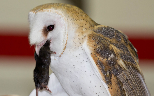 Barn Owl eating a rat
