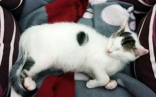 Nilo, gatito blanco con toques pardos súper bueno esterilizado, nacido en Marzo´16 en adopción. Valencia. ADOPTADO. 27200613133_e3f633f832