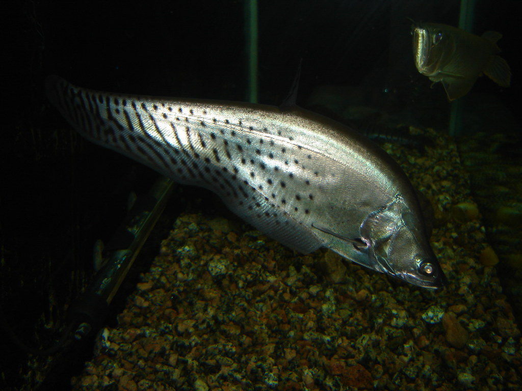 white ghost knife fish