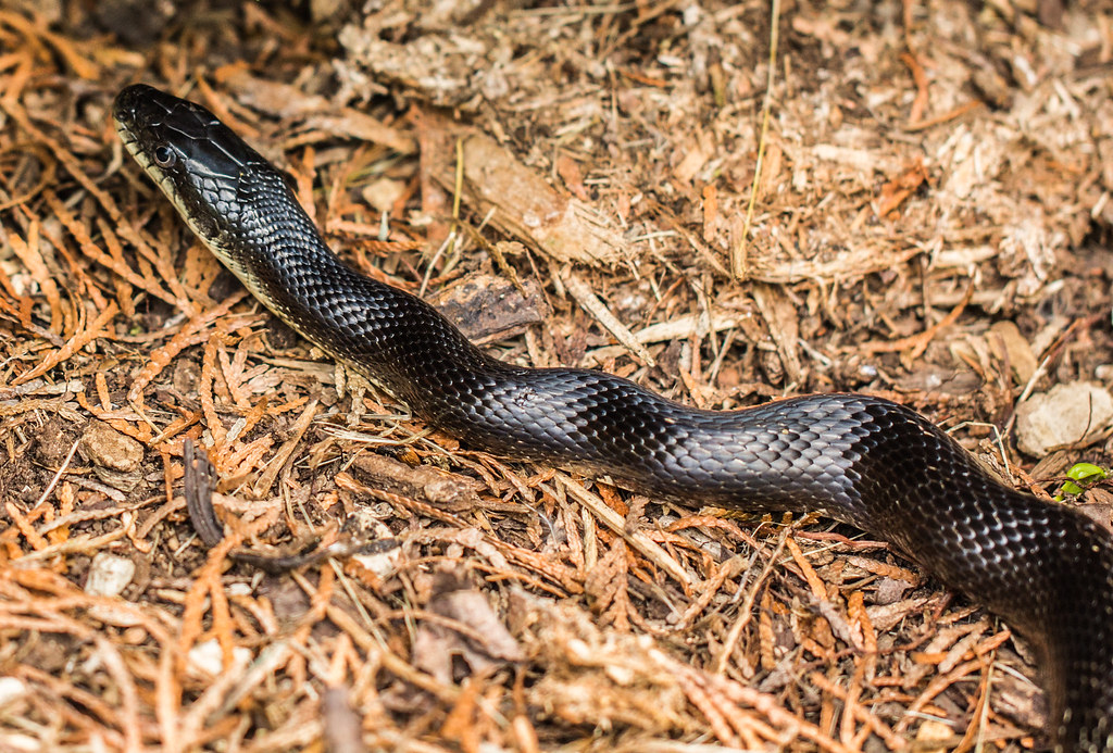 Pure Alabama Black Snake | Peter Hill | Flickr