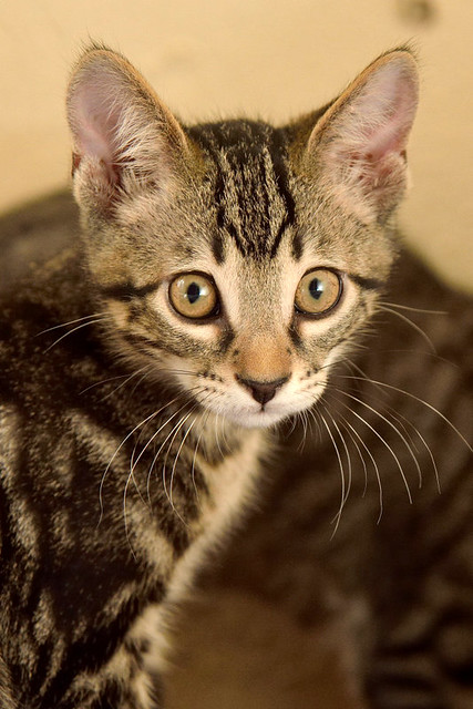 Alexis, precioso y mimoso gatito Caoba Tabby esterilizado, nacido en Marzo´16, en adopción. Valencia. ADOPTADO. 27370077011_8b07a8777d_z