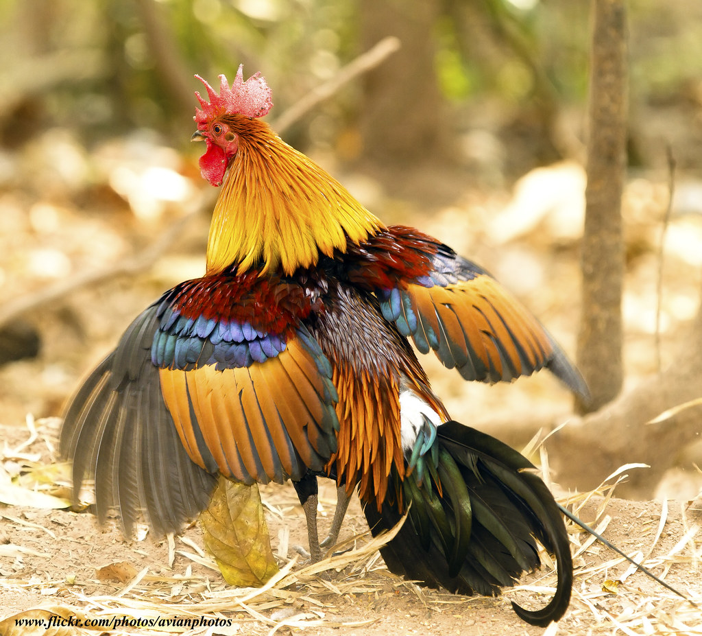 red-junglefowl-gallus-gallus-red-junglefowl-gallus-g-flickr