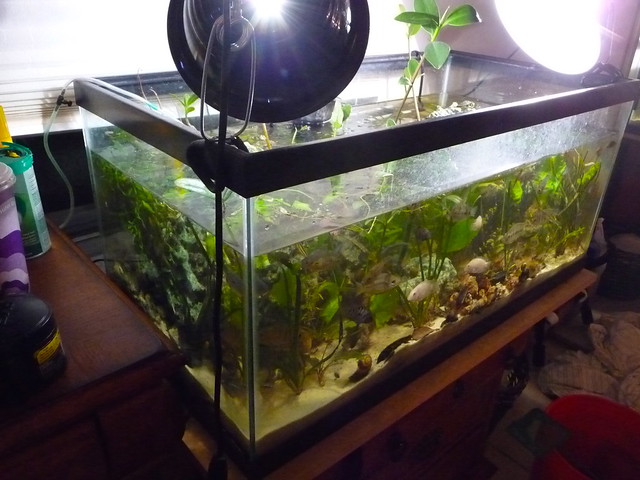 40 gallon freshwater fish tank | Flickr - Photo Sharing!
