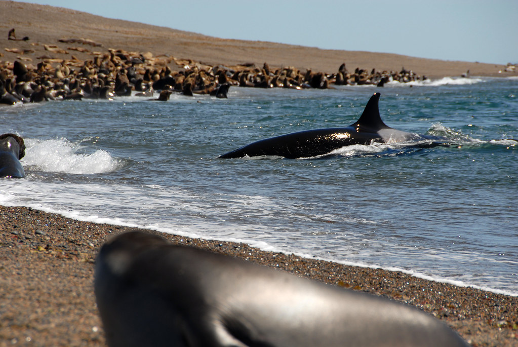 image ballenas en Puerto Madryn 6985855699 7dd9beb4d7 b