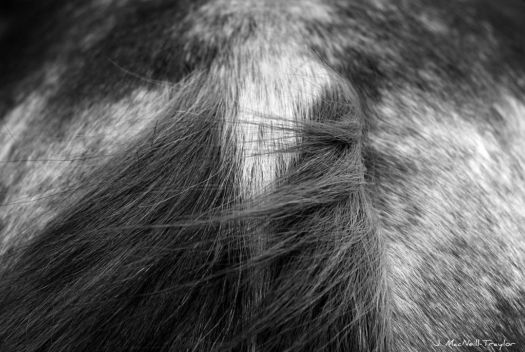 windy tail | appaloosa from behind | Jennifer MacNeill | Flickr