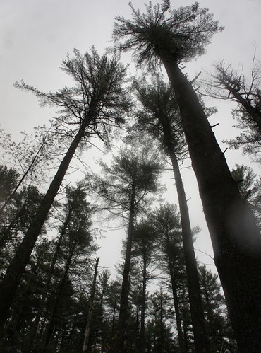 Large white pines