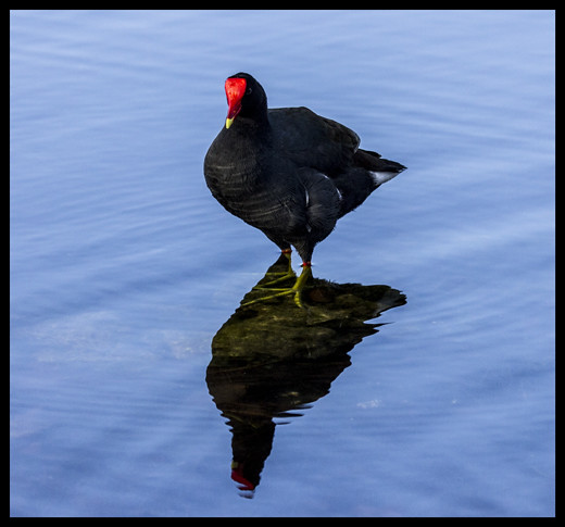 All 103+ Images black water bird with red beak Stunning