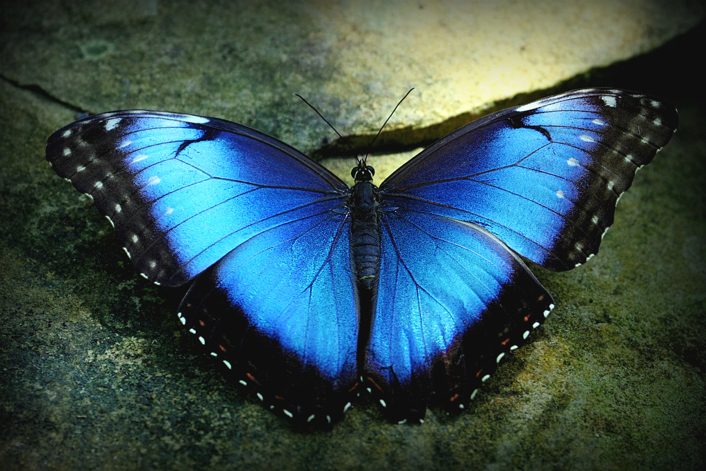 blue-morpho-blue-morpho-butterfly-butterflies-in-the-ga-flickr