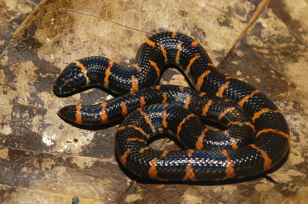 Resultado de imagem para Red-tailed Pipe Snake
